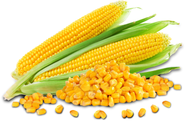 Sweet Corn_1